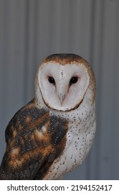 Barn Owl Close Up .