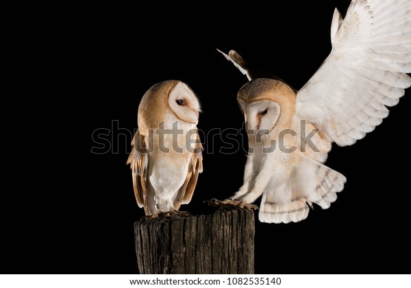 Barn Owl Couple Male Female Flight Stock Photo Edit Now 1082535140