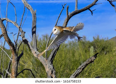 Barn Owl In The Desert, Arizona