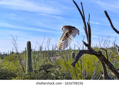 Barn Owl In The Desert, Arizona