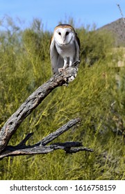 Barn Owl In The Desert, Arizona