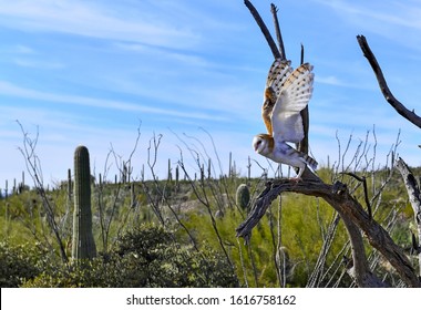 Barn Owl In The Desert, Arizona