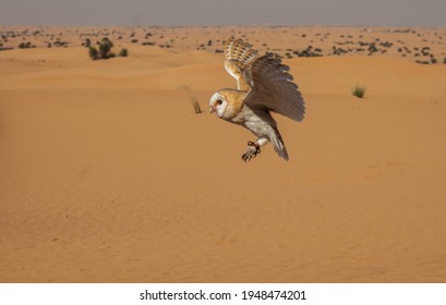 Barn Owl In The Dubai Desert