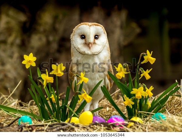 Barn Owl Easter Setting Yellow Daffodils Stock Photo Edit Now