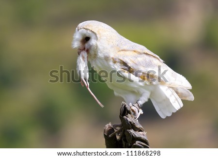 barn owl eating small rodent stock photo edit now 111868298