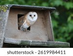 Barn owl emerging from a nesting box