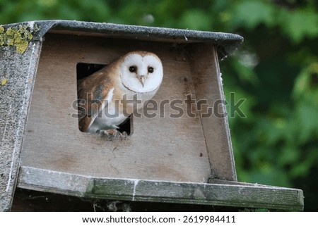 Barn owl emerging from a nesting box