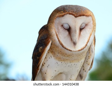 barn owl eyes close up