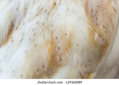 Barn Owl Feathers