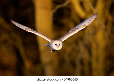 A Barn Owl In Flight