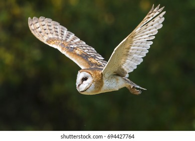 Barn Owl In Flight