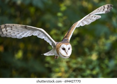 Barn Owl In Flight