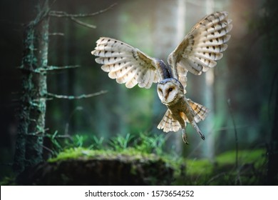 Barn Owl In Flight Before Attack In Deep Magic Forest, Tyto Alba Spead Wings.