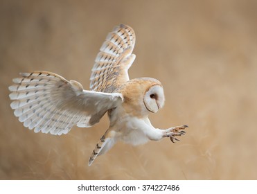 Barn owl in flight before attack, clean background, Czech Republic