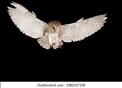 Barn Owl, in flight hunting, black background, Tyto alba - Shutterstock ID 1082537198