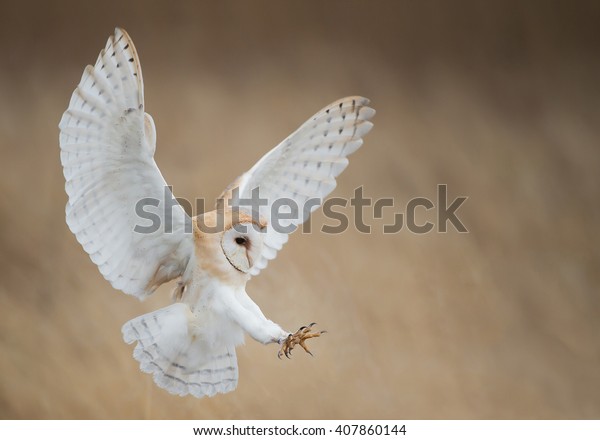 Barn Owl Flight Just Before Attack Animals Wildlife Nature