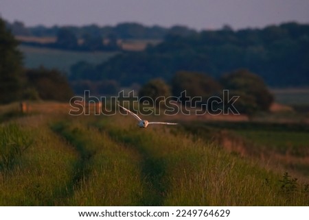 Barn Owl in Flight at Woodwalton Fen, Cambridgeshire