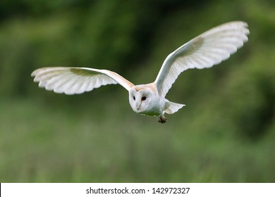 Barn Owl Flying 