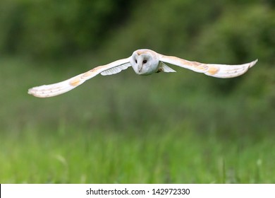 Barn Owl Flying 