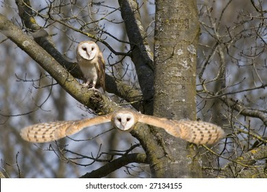 Barn Owl Flying