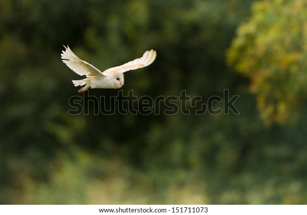 Barn Owl Flying Stock Photo Edit Now 151711073