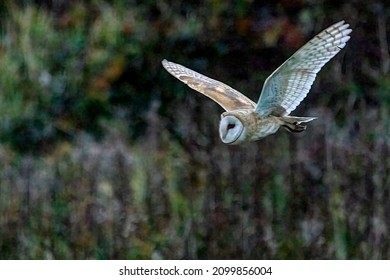 Barn Owl Flying In Boundary Bay Beach, Delta, BC, Canada