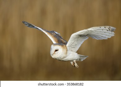 Barn Owl Is Flying Close Up