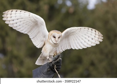 1000 Flying Barn Owl Silhouette Stock Images Photos Vectors