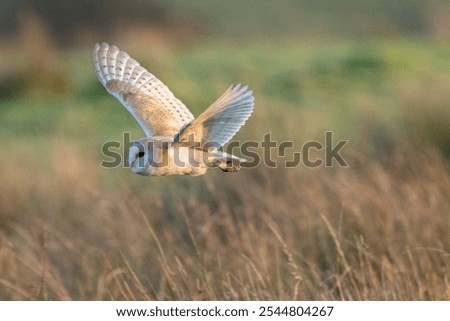 Barn Owl flying, perching and posing in the last of the days light in Cumbria in the English Lake District