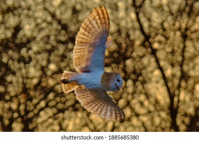 Barn Owl Flying In The Sunlight Over The Norfolk Broads, Uk