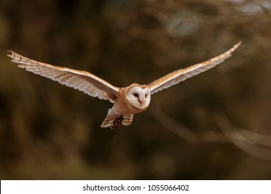 Barn Owl Is Flying From Wild Forest