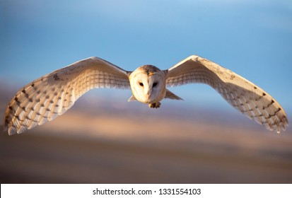 Barn owl flying with its wings wide spread while sunset colors reflecting off the owl’s wings