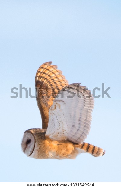 Barn Owl Flying Wings Wide Spread Stock Photo Edit Now 1331549564