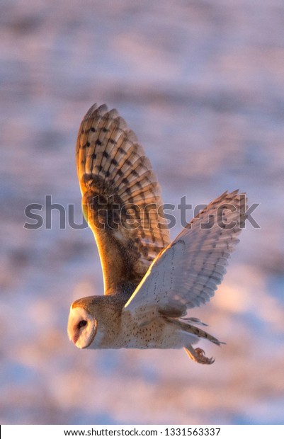 Barn Owl Flying Wings Wide Spread Stock Photo Edit Now 1331563337