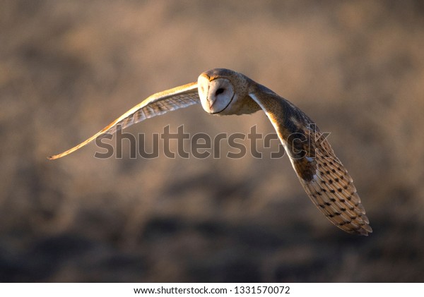 Barn Owl Flying Wings Wide Spread Stock Photo Edit Now 1331570072