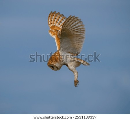 barn owl hovering silently about to make a kill