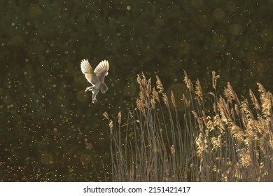 Barn Owl Hunting At Dusk