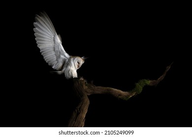 Barn Owl Hunting At Night 