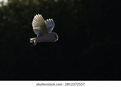 Barn Owl hunting in the setting sun in Cumbria