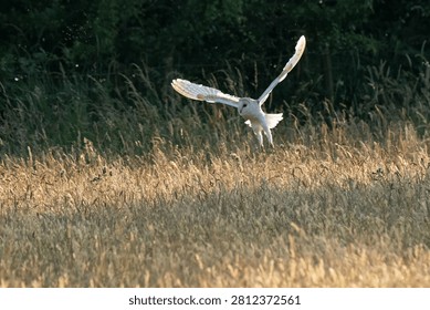 Barn Owl hunting in the setting sun in Cumbria