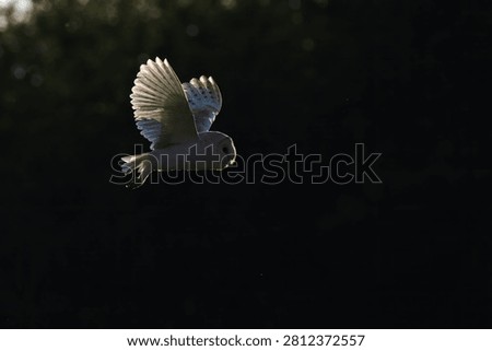 Barn Owl hunting in the setting sun in Cumbria