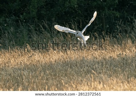 Barn Owl hunting in the setting sun in Cumbria