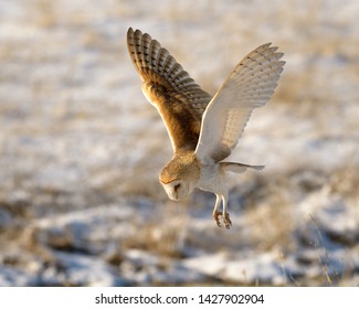 Barn Owl Hunting In Winter