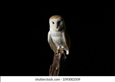 Barn Owl - Isolated 