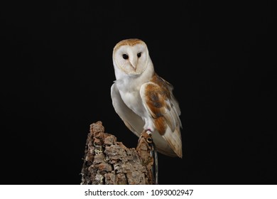 Male Barn Owl Images Stock Photos Vectors Shutterstock