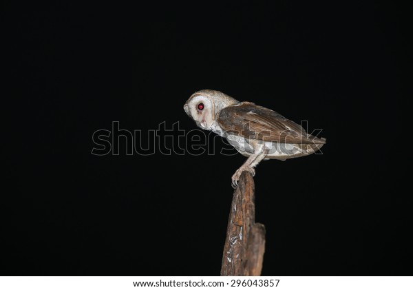 Barn Owl Isolated On Black Night Stock Photo Edit Now 296043857