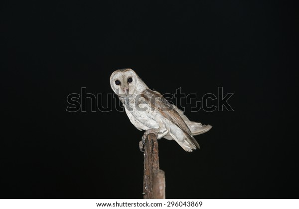 Barn Owl Isolated On Black Night Stock Photo Edit Now 296043869