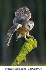 Owl Landing Images Stock Photos Vectors Shutterstock