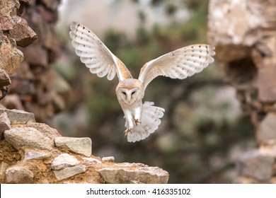 Barn owl landing on a piece of masonry, with coniferous trees in background
