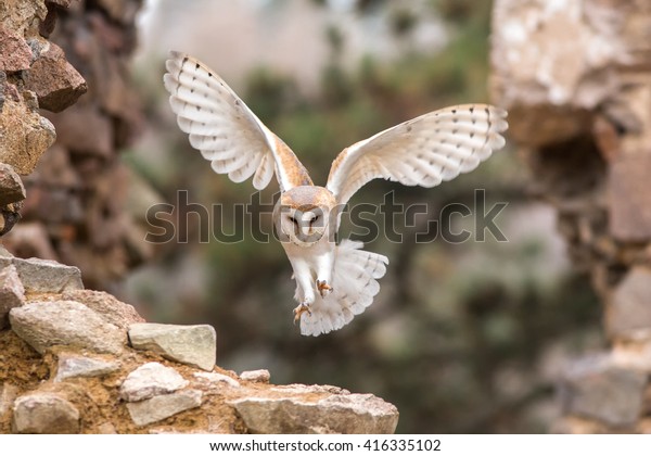 Barn Owl Landing On Piece Masonry Stock Image Download Now